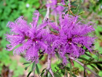 Melaleuca thymifolia - Australian native plant