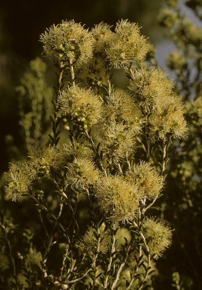 Melaleuca xerophila - Australian native plant