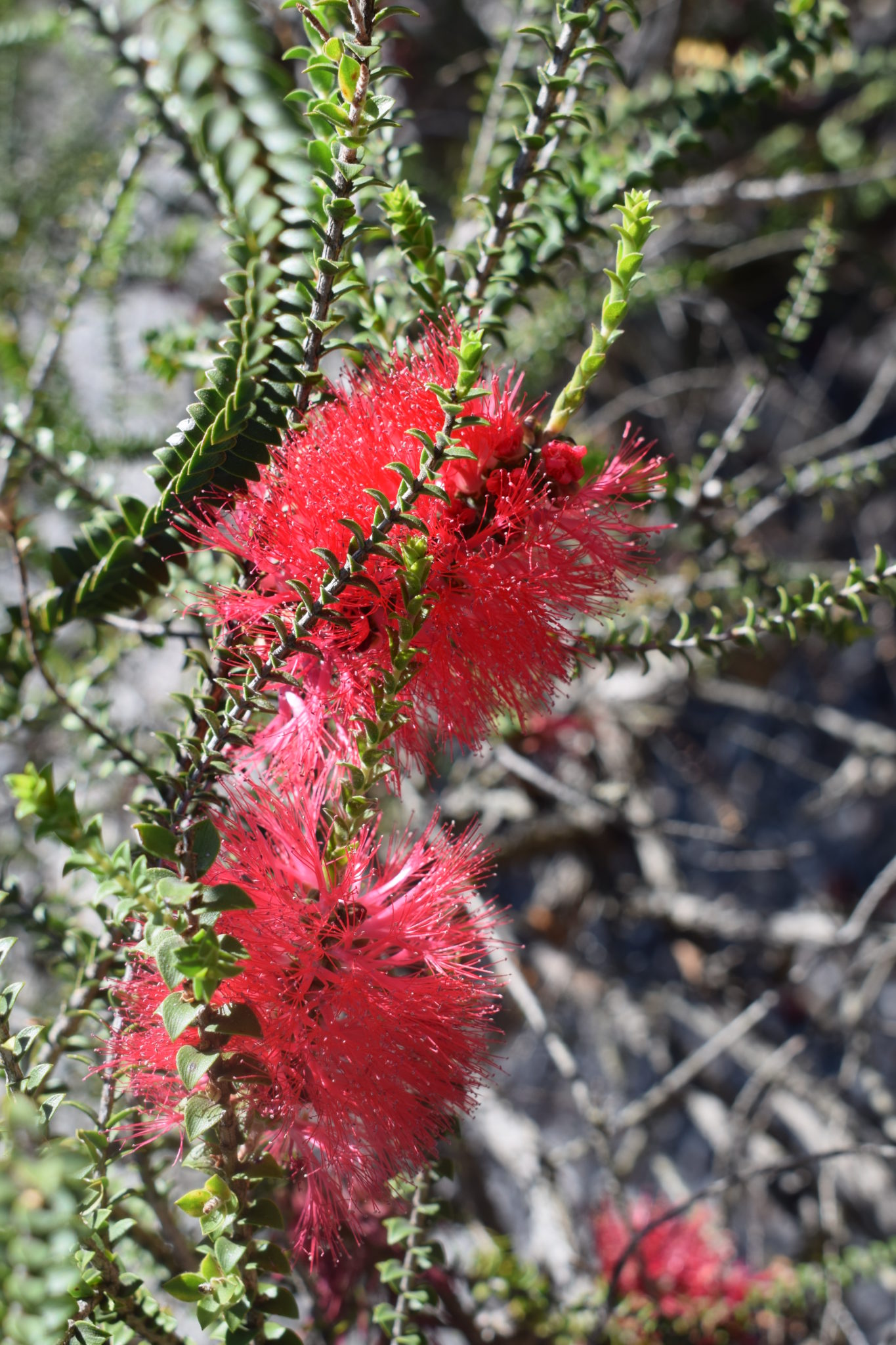 Melaleuca coccinea in 125mm Pot Trigg Plants
