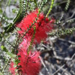 Melaleuca coccinea - Australian Native Plant