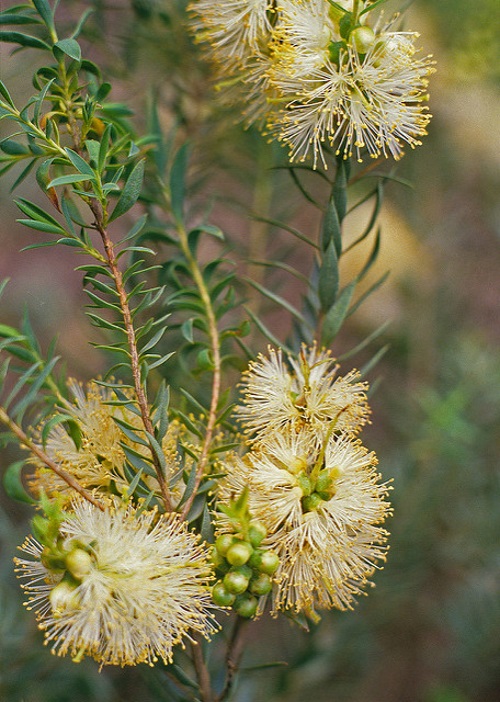 Melaleuca fulgens ssp corrugata - Australian native plant