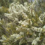 Melaleuca lanceolata - Australian native plant