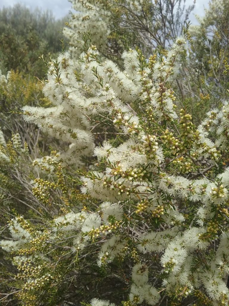Melaleuca lanceolata - Australian native plant