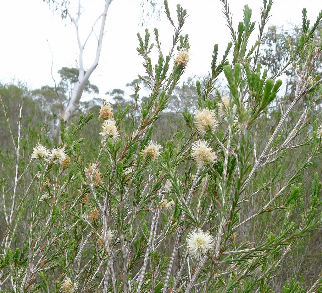 Melaleuca parvistaminea - Australian native plant