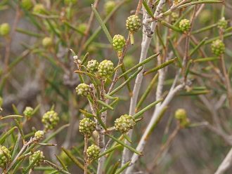 Melaleuca zteticorum Australian native plant