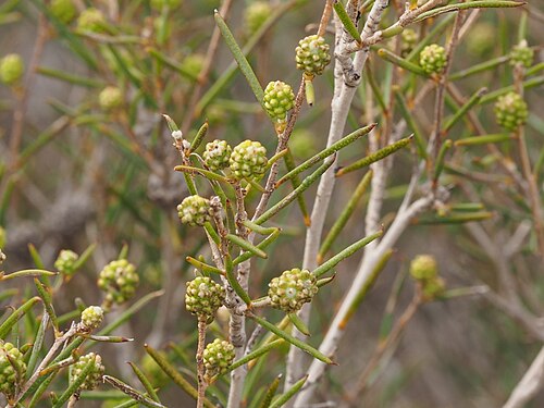 Melaleuca zteticorum Australian native plant
