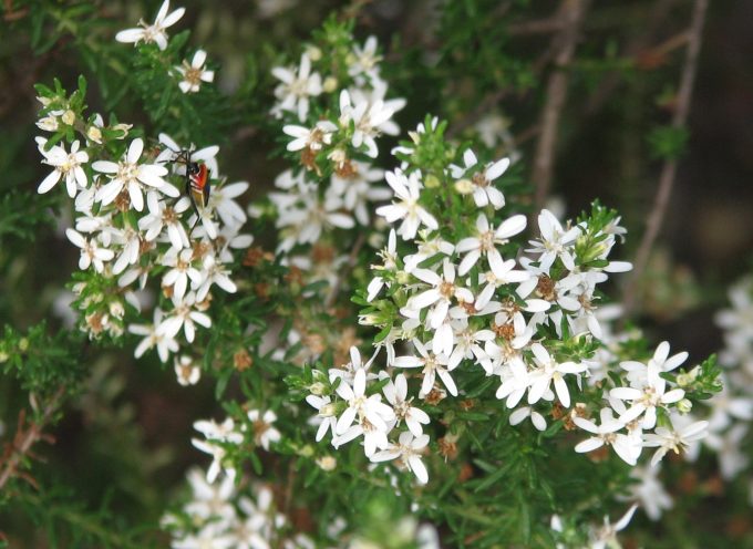 Olearia ramulosa - Australian native plant