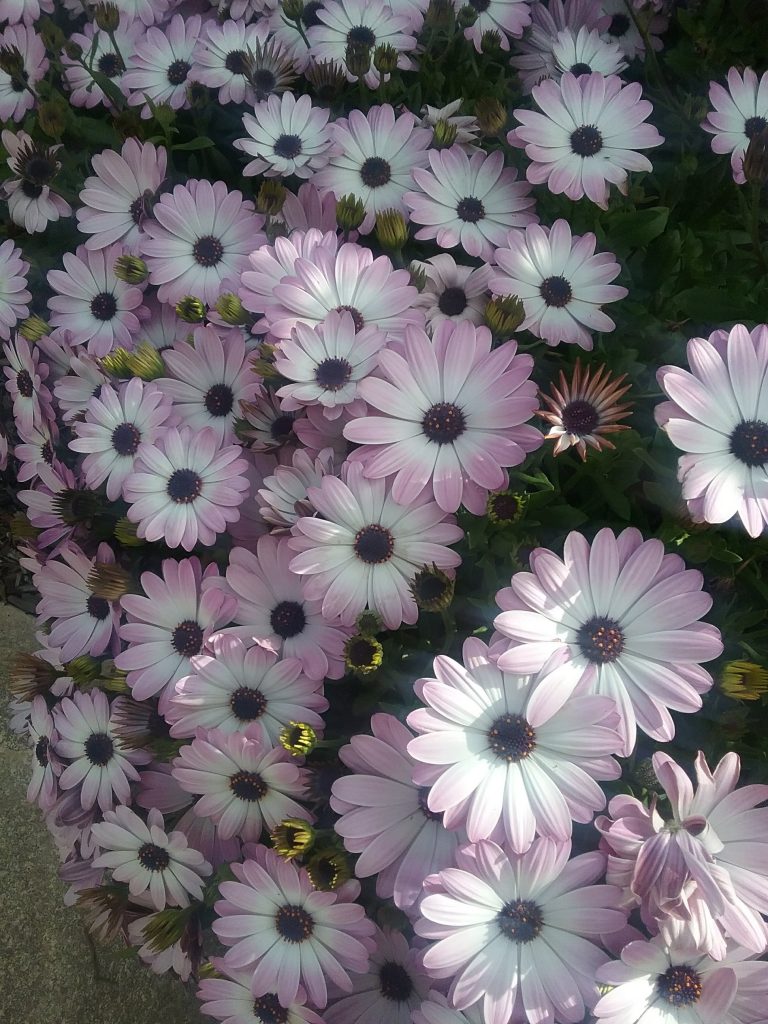 Osteospermum ecklonis pink and white in 68mm Super Tube