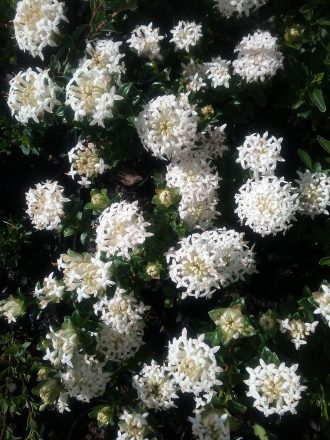 Pimelea ferruginea alba small Australian native plant