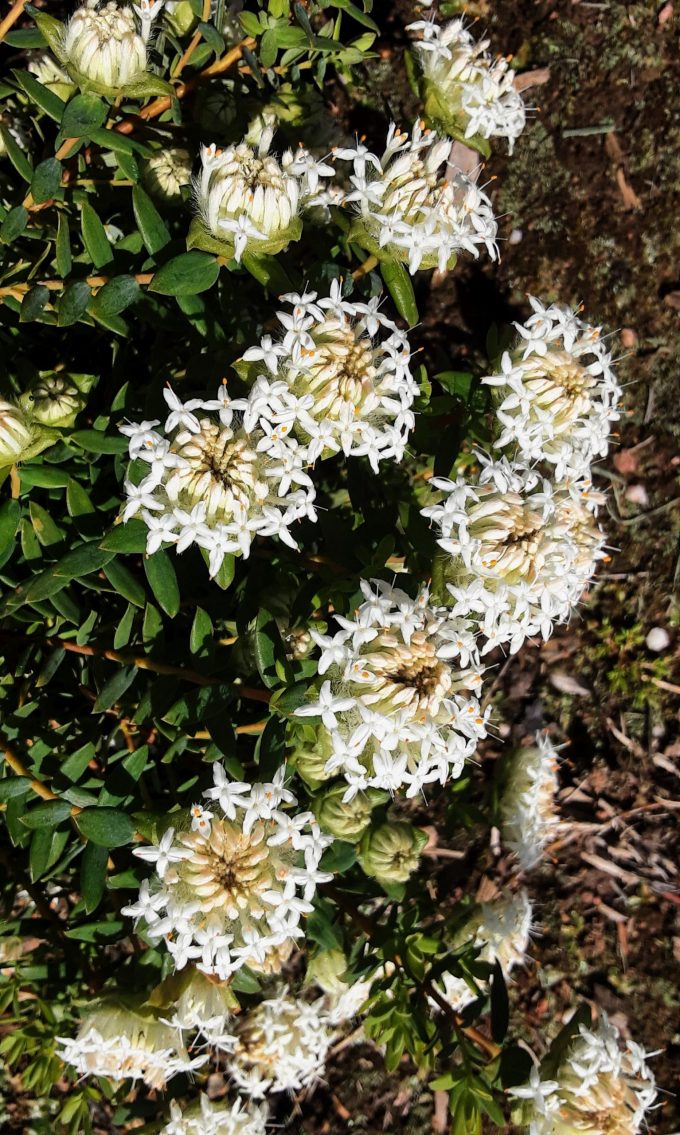 Pimelea Snowball Australian native plant