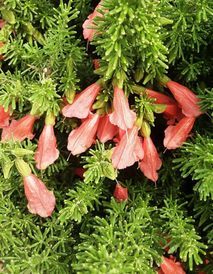 Prostanthera aspalathoides red Australian native plant