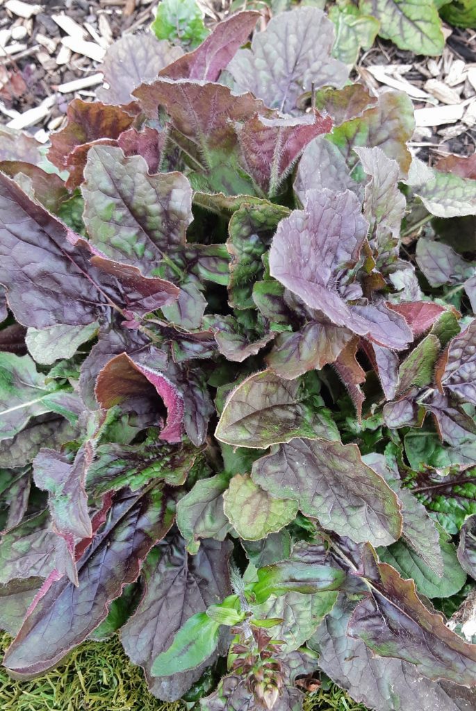 Salvia lyrata purple leaf form perennial plant