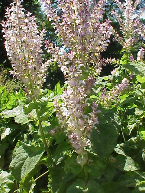 Salvia sclarea - Perennial Plant