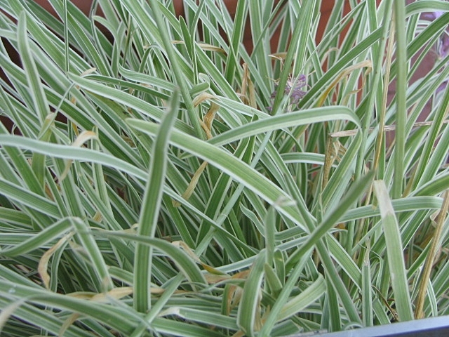 Thulbaghia Silver Lace - Perennial Plant