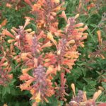 Agastache rupestris - Summer Flowering Perennial Plant