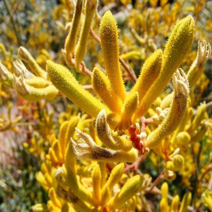 Anigozanthos Yellow Gem - Summer flowering Australian Native plant