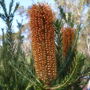 Banksia ericifolia - Australian native plant