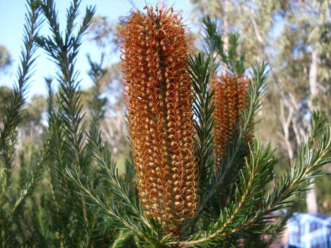 Banksia ericifolia - Australian native plant
