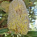 Banksia Seratta - Australian native plant