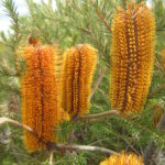 Banksia Yellow Wings Australian Native Plant