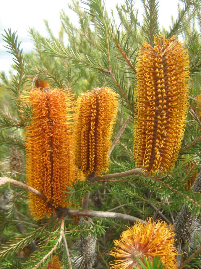 Banksia Yellow Wings Australian Native Plant