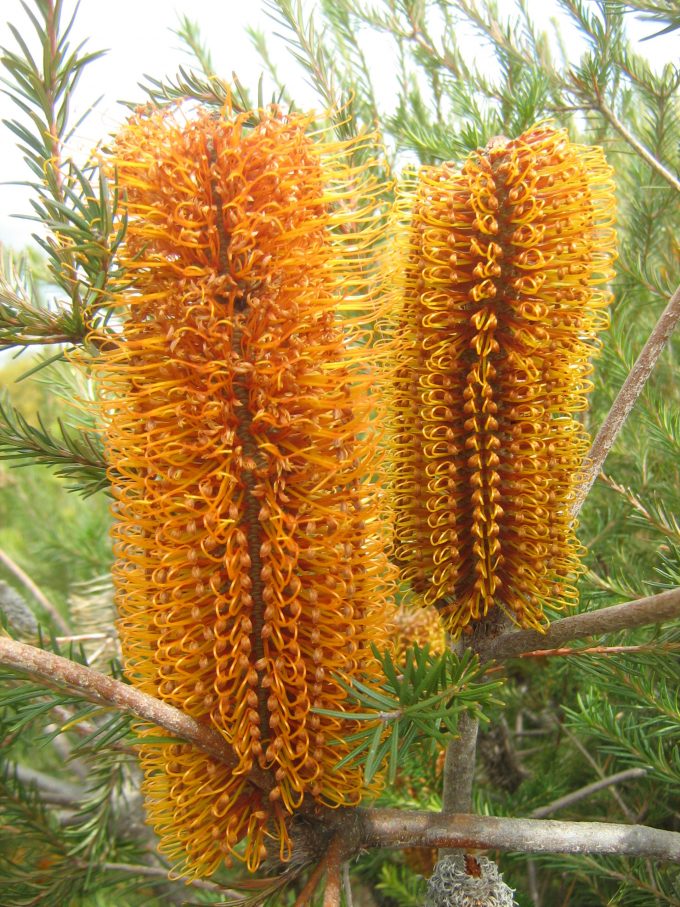 Banksia Yellow Wings Hardy Australian Native Plant