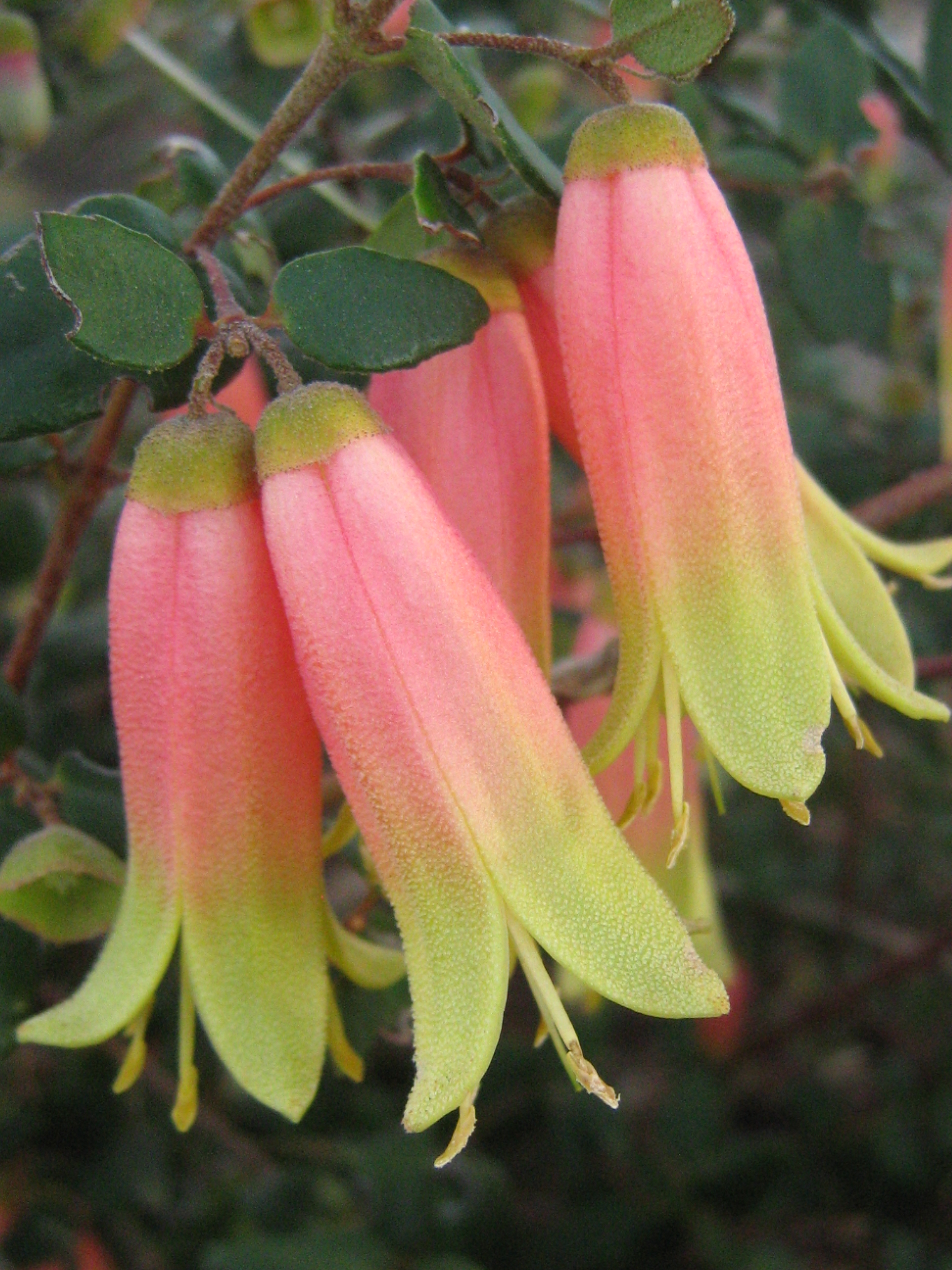 Correa Marions Marvel In 75mm Supergrow Tube Trigg Plants