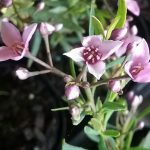 Boronia denticulata - Australian Native Plant