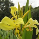 Canna lily yellow