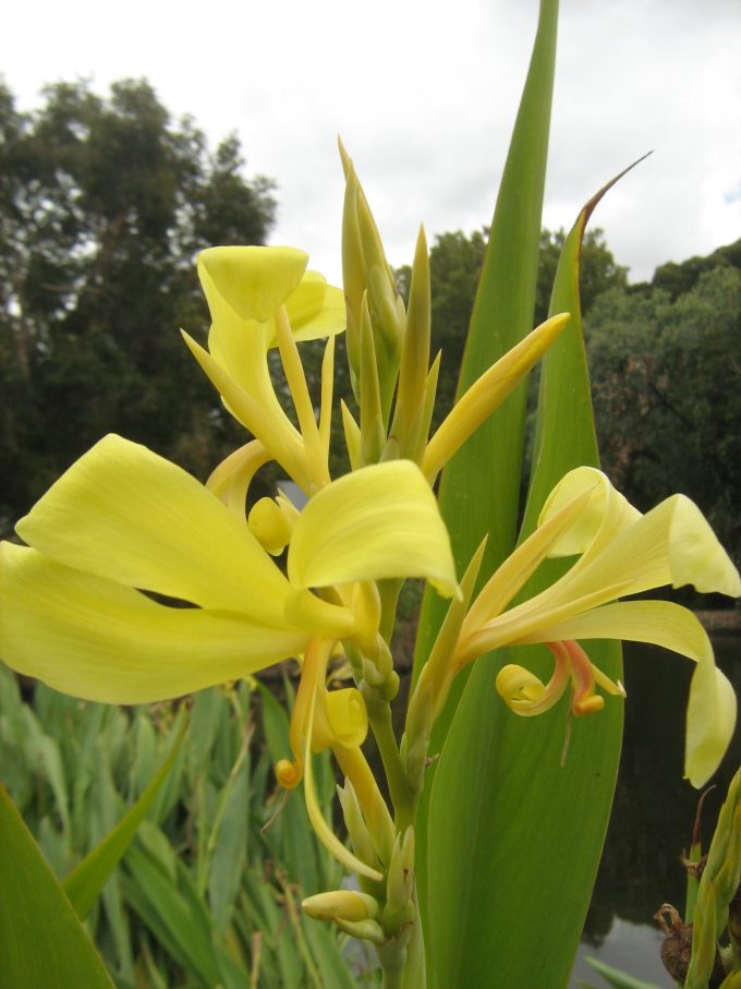 Canna lily yellow