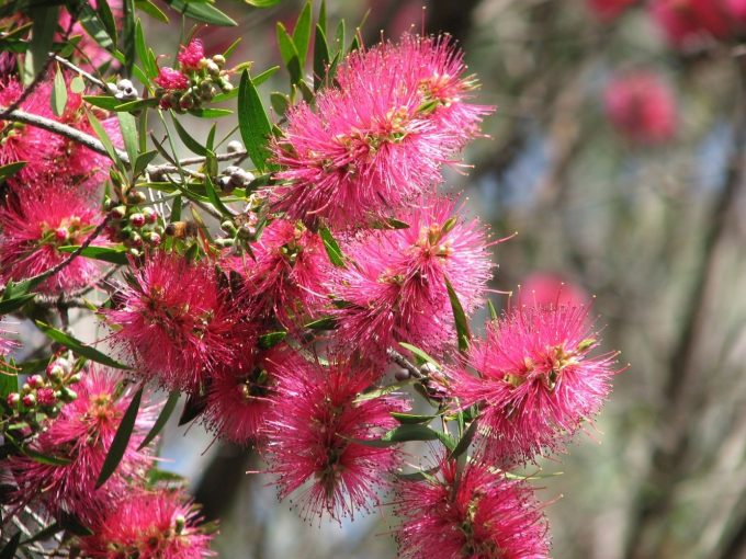 Callistemon Eureka - hardy Australian native plant