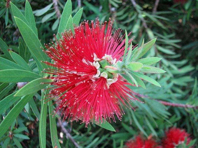 Callistemon montanus - hardy Australian native plant