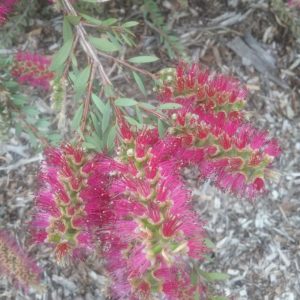 Callistemon pallidus mauve - hardy Australian native plant