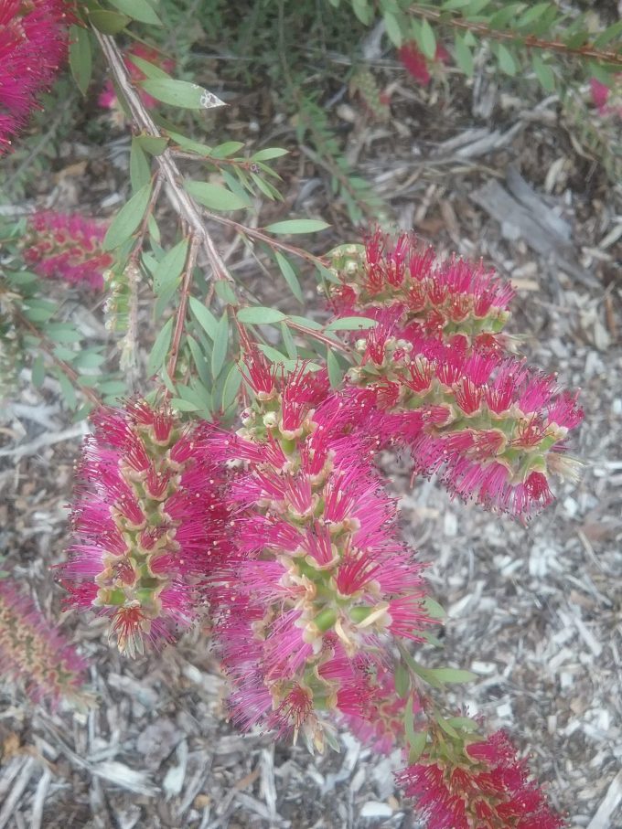 Callistemon pallidus mauve - hardy Australian native plant