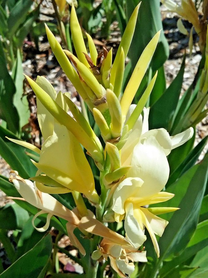 Canna lily dwarf light yellow