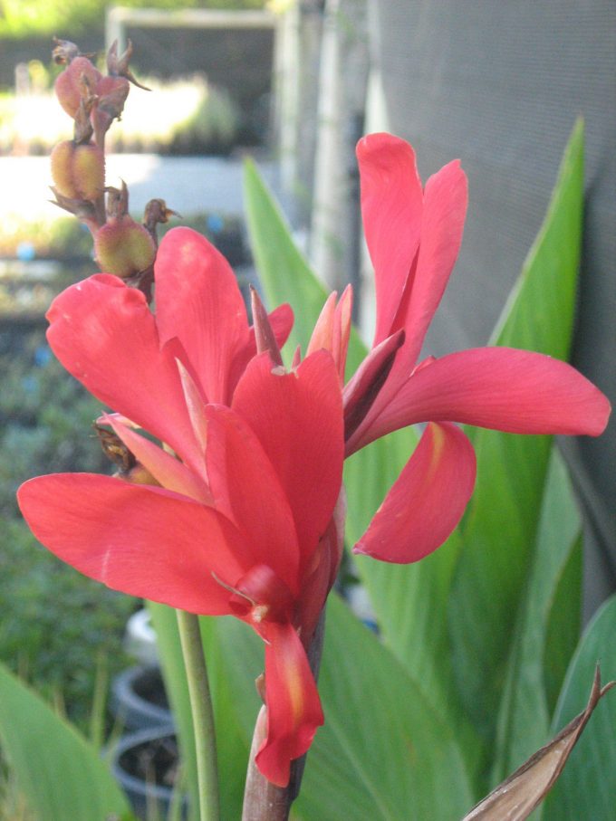 Canna lily Endeavour