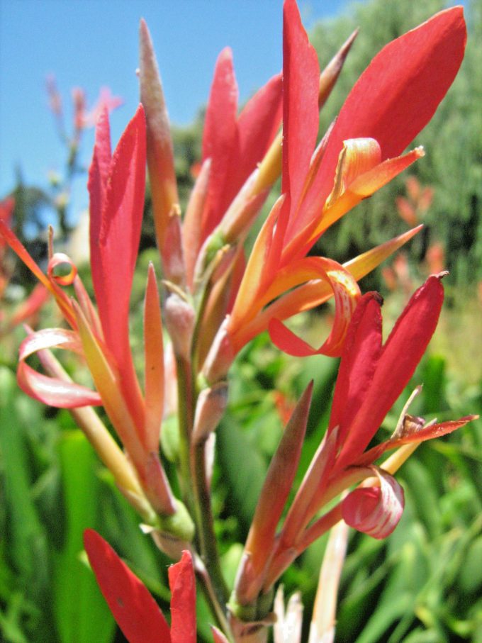 Canna lily indica