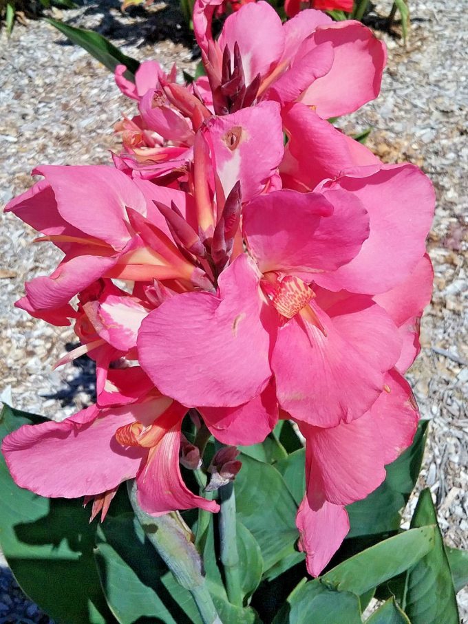 Canna lily Rosea Superb