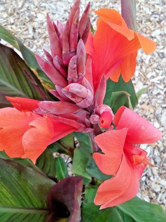 Canna Lily Alsace Bare Rooted – Trigg Plants