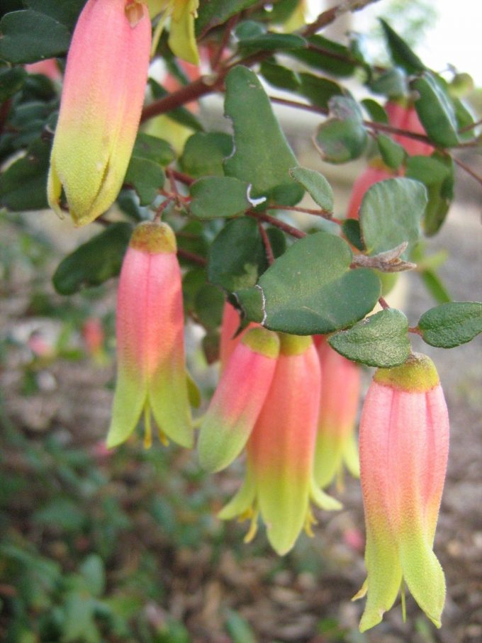 Correa Mini Marian - Australian native plant