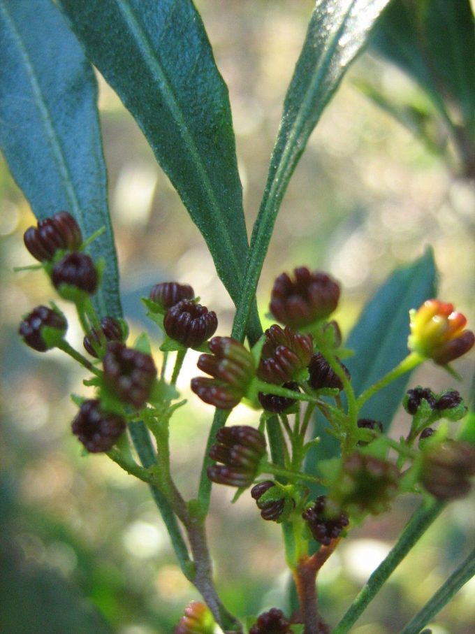 Dodonaea angustissima - hardy Australian native plant