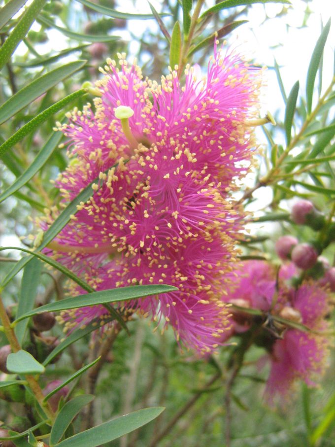Melaleuca fulgens purple - Australian native plant