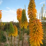 Kniphofia Drummore Apricot - Red Hot Poker