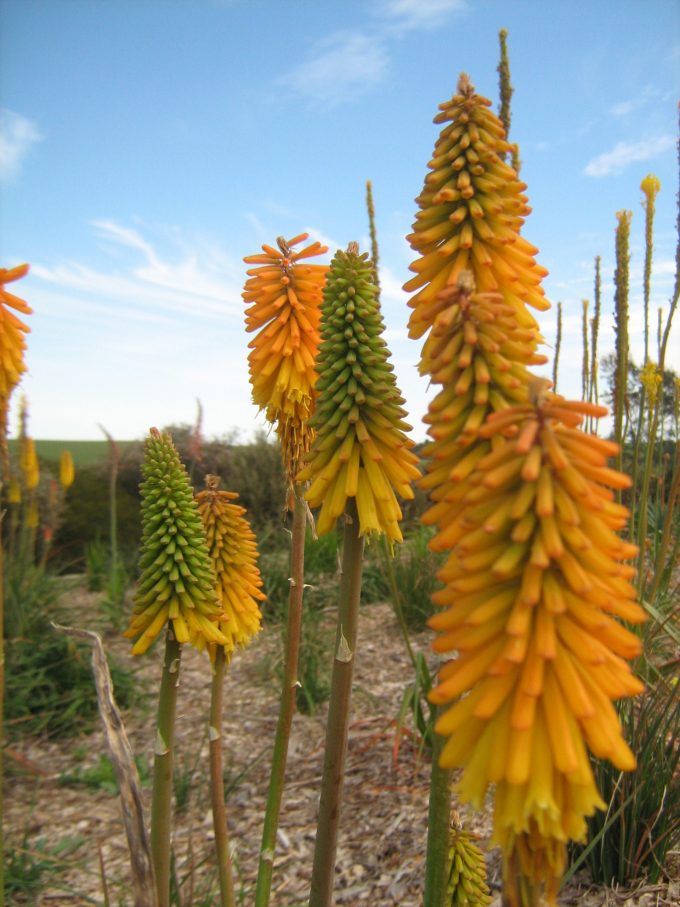 Kniphofia Drummore Apricot - Red Hot Poker