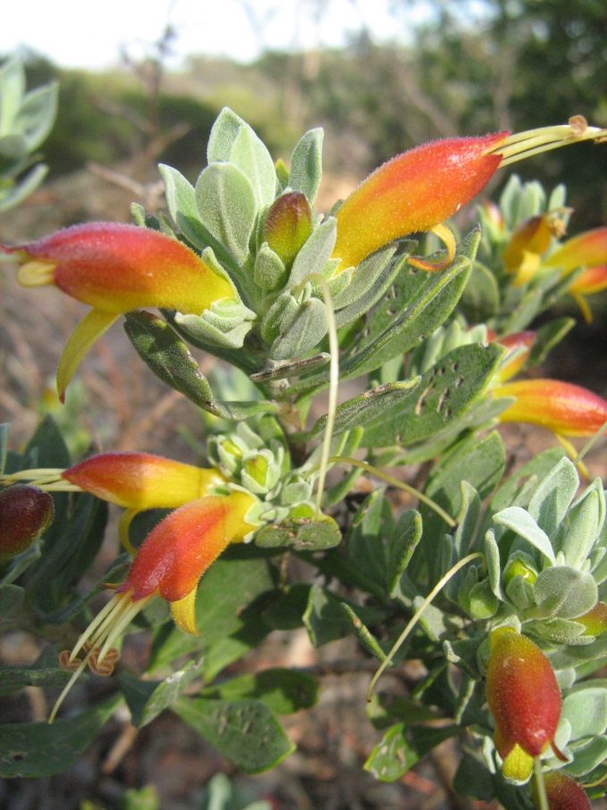 Eremophila Amber Carpet - hardy Australian native plant