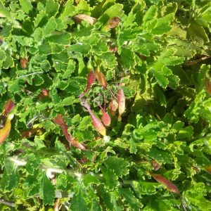 Eremophila bisserata - Australian Native Plant