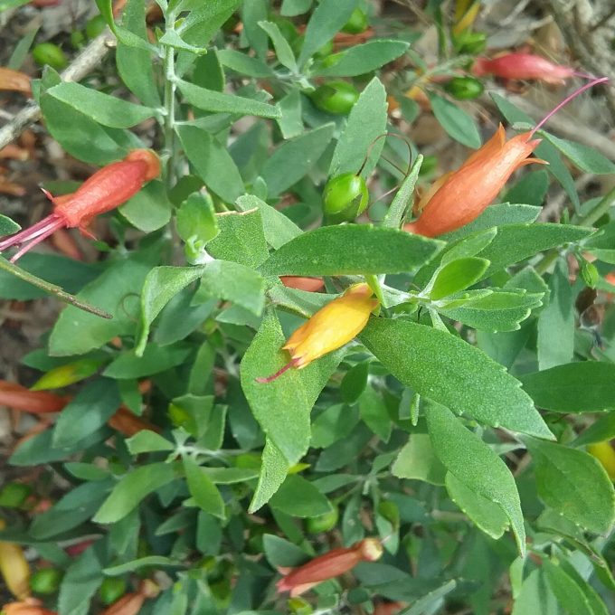 Eremophila glabra Y.P. orange- Australian Native Plant