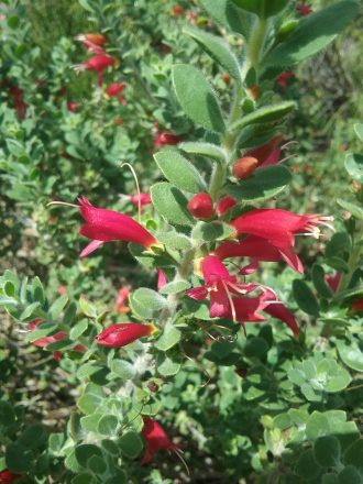 Eremophila Red Splendour  (Emu Bush) in 50mm Forestry Tube