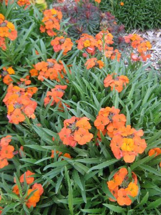 Erysimum Apricot Delight in 68mm Super Tube