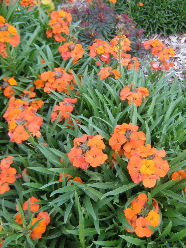 Erysimum Apricot Delight - Perennial Plant